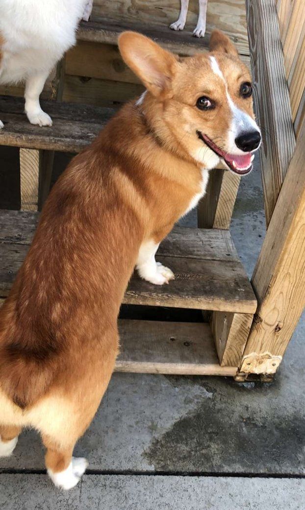 Cute Corgi