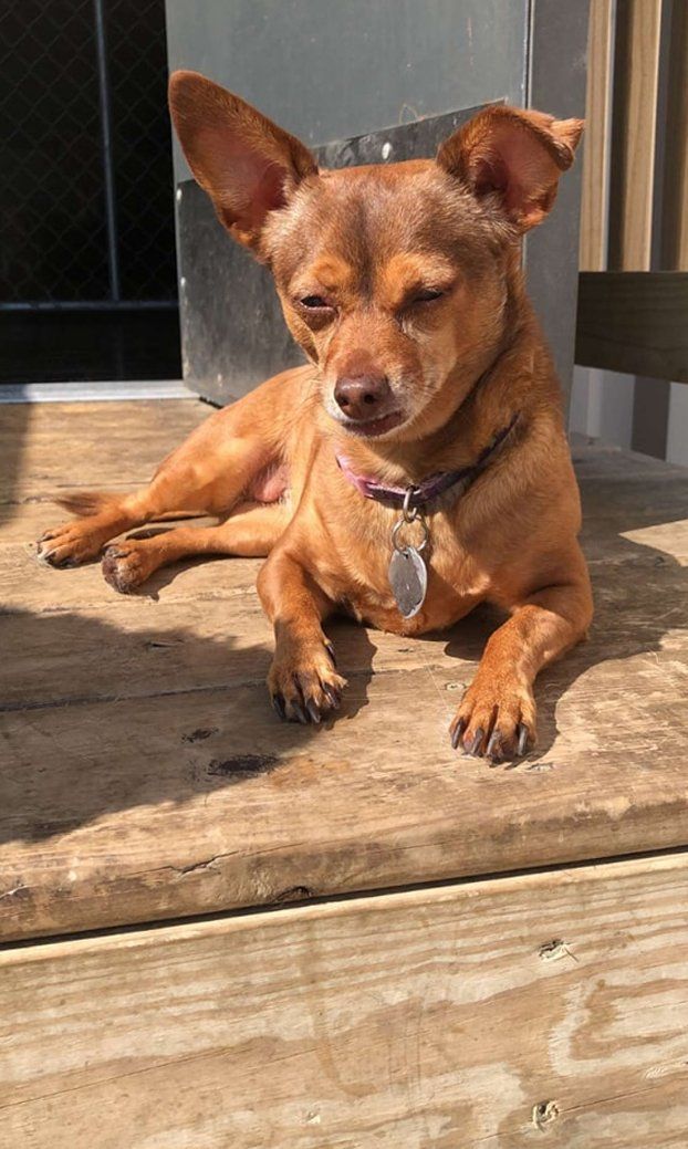 Cute dog lying in a deck