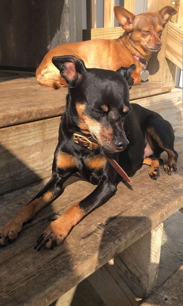 Two dogs lying in the deck