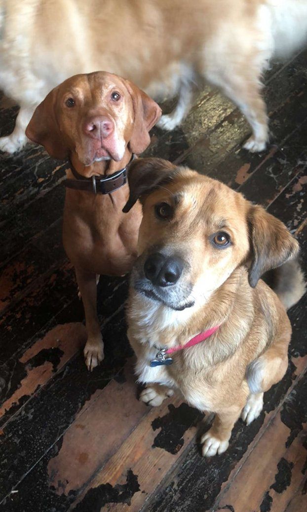 Two cute brown dogs
