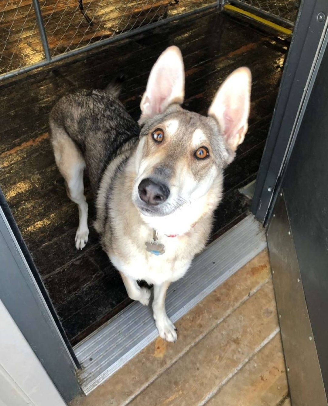Cute dog standing on the door