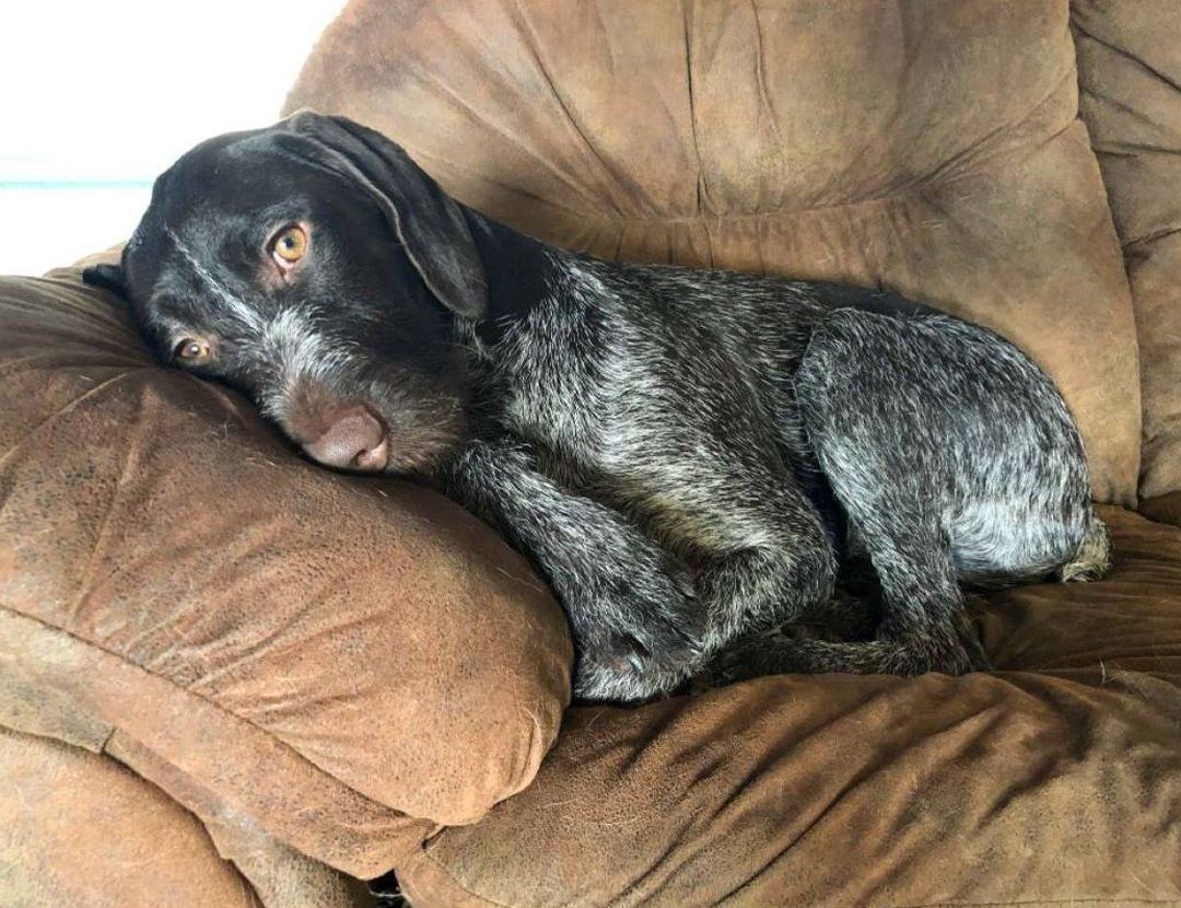 Dog lying on the couch