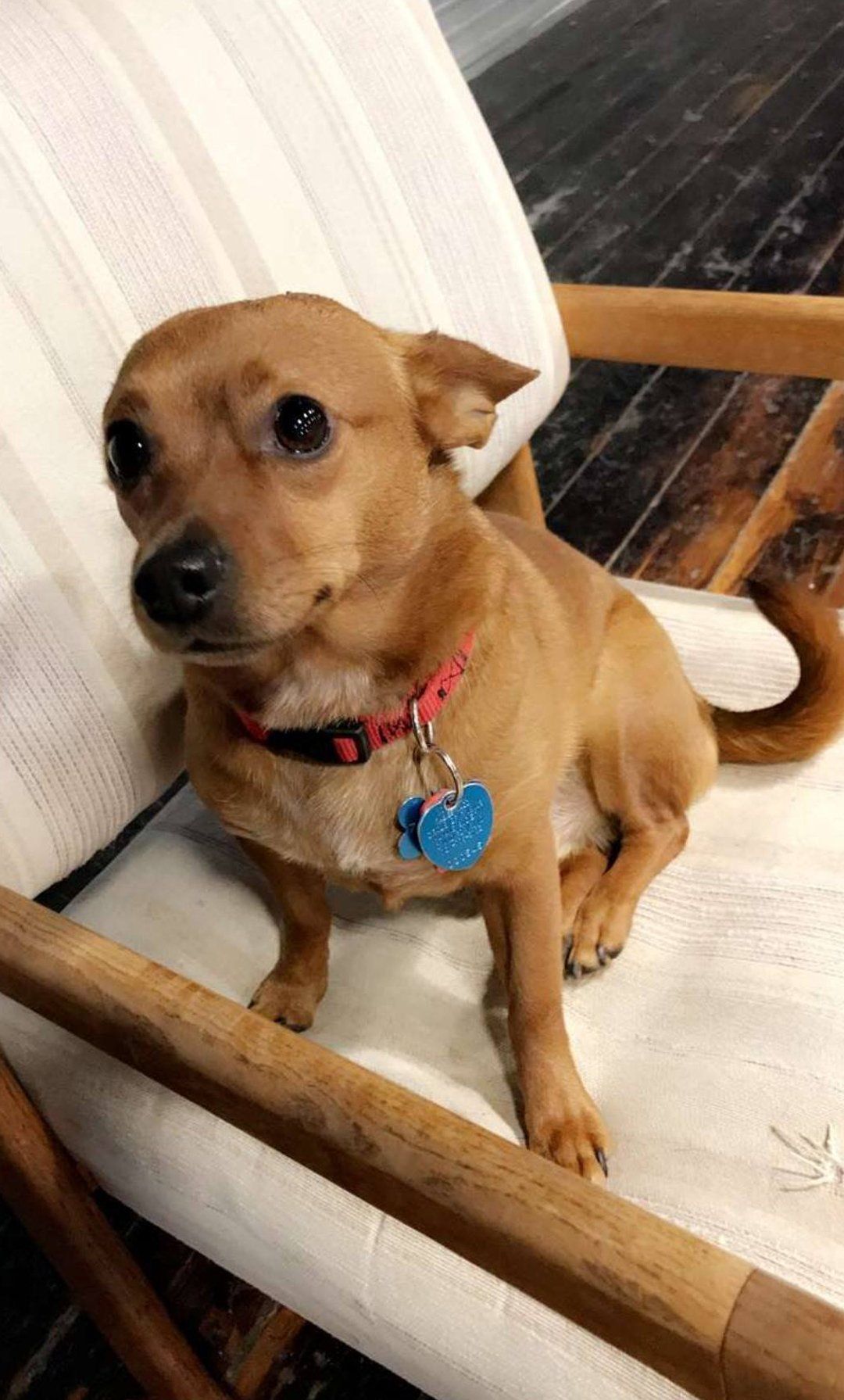 Cute dog sitting on a chair