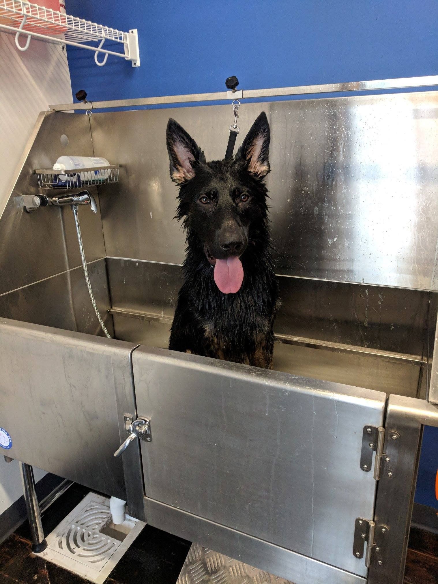 Black dog bathing