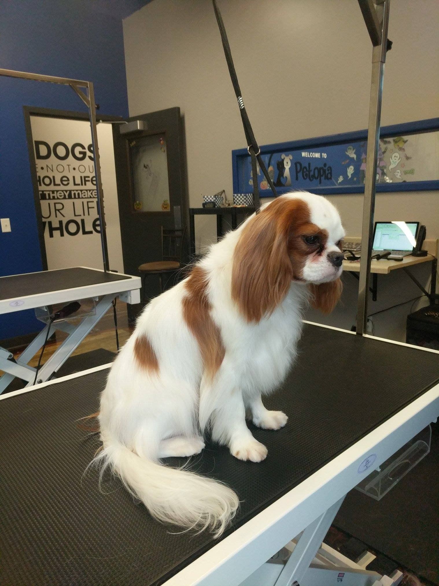 Dog grooming service