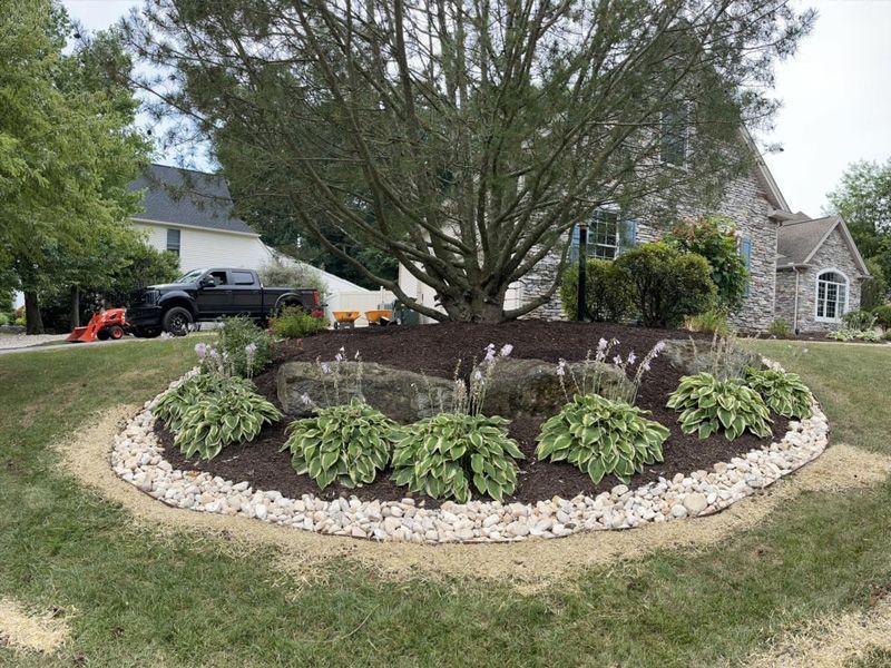 A large tree is in the middle of a lush green lawn in front of a house.