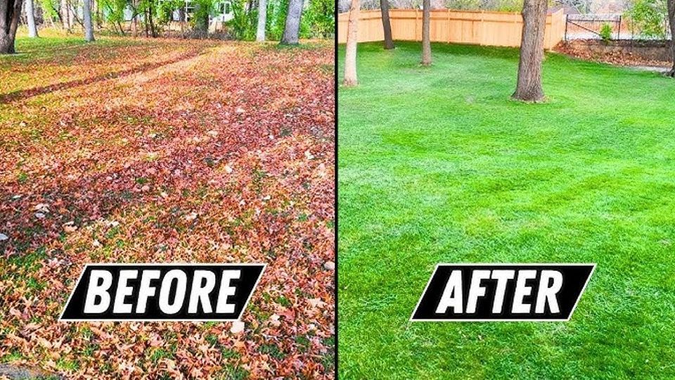 A before and after picture of a lawn with leaves and grass.