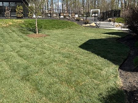 A lush green lawn with newly installed sod