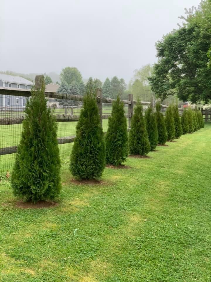 A row of trees in a yard next to a fence.