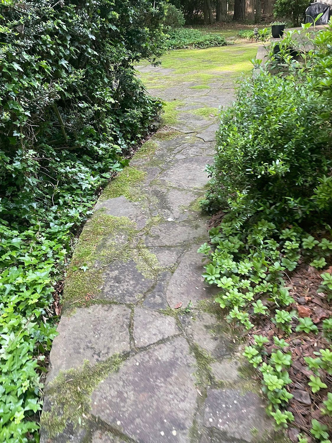 Narrow stone garden path bordered by lush green bushes and moss.