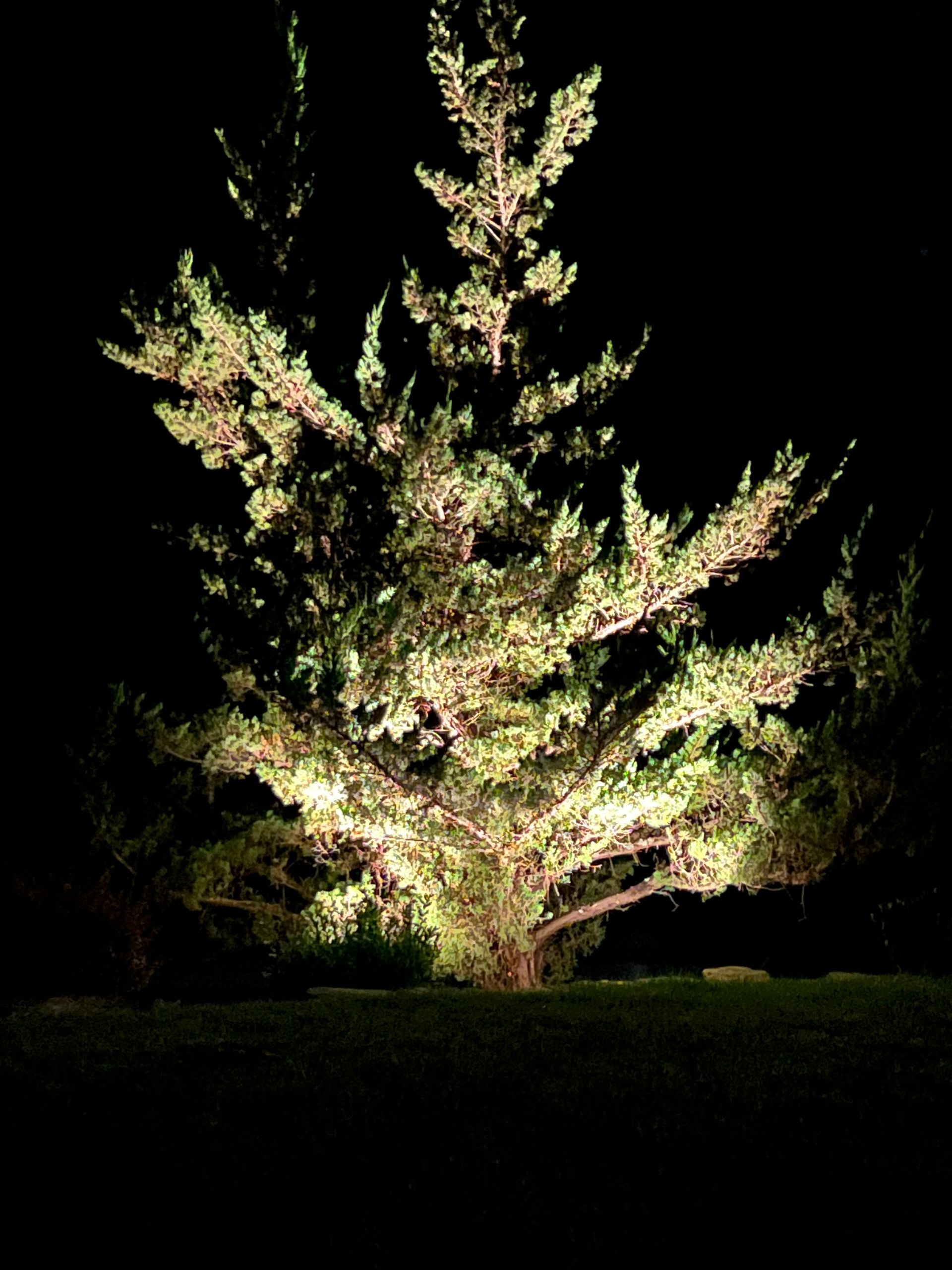 Illuminated flowering tree at night against a black background