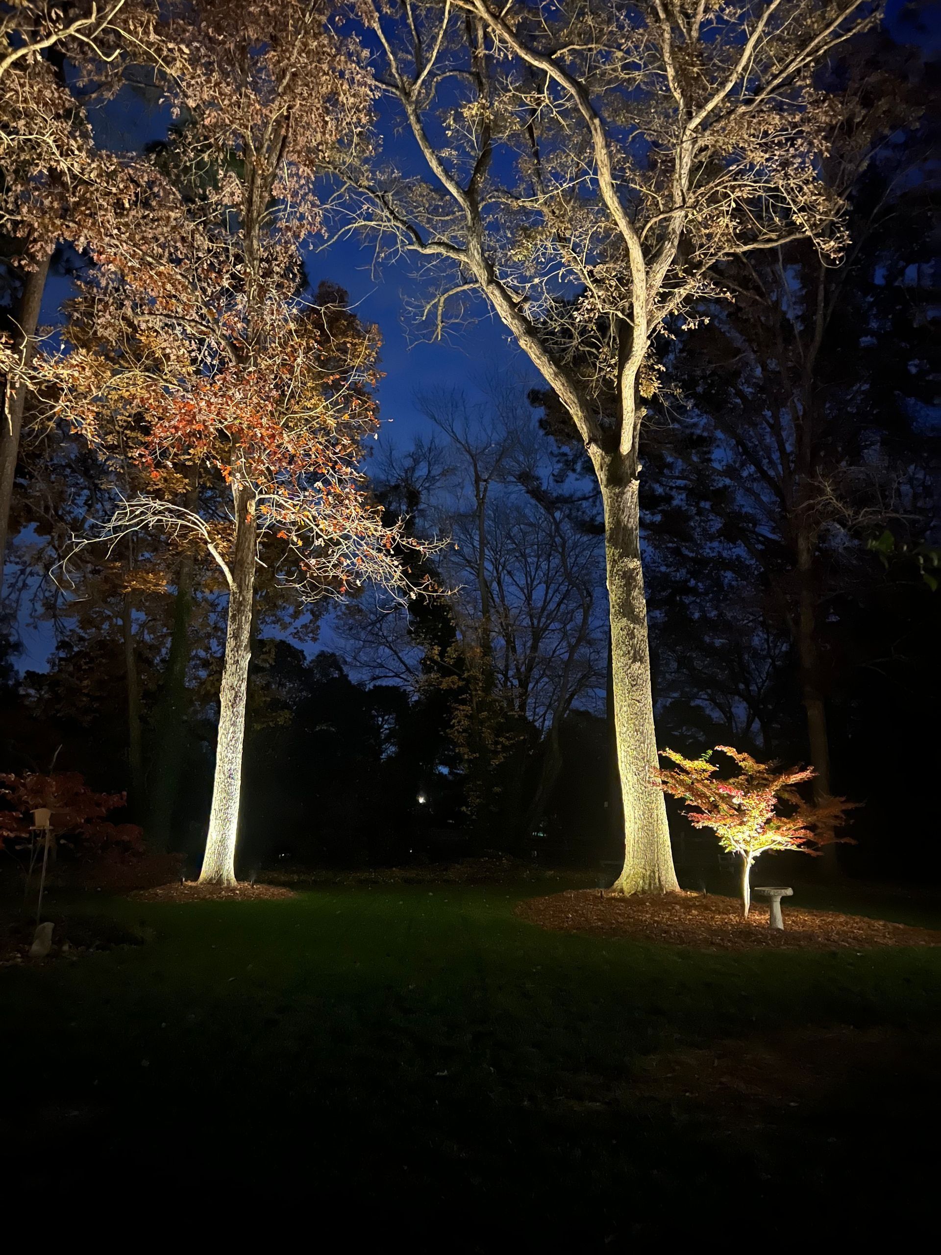 Illuminated trees in a dark park at night, with a deep blue sky and lit trunks and branches