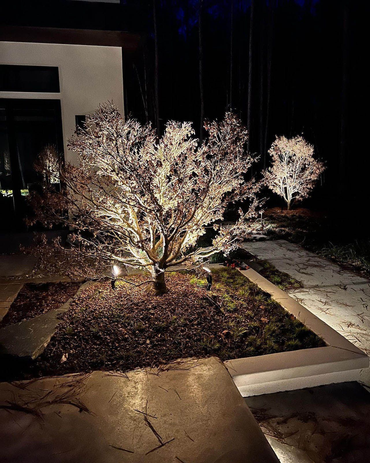 Two lit flowering trees in a dark landscaped walkway at night, with a building on the left.