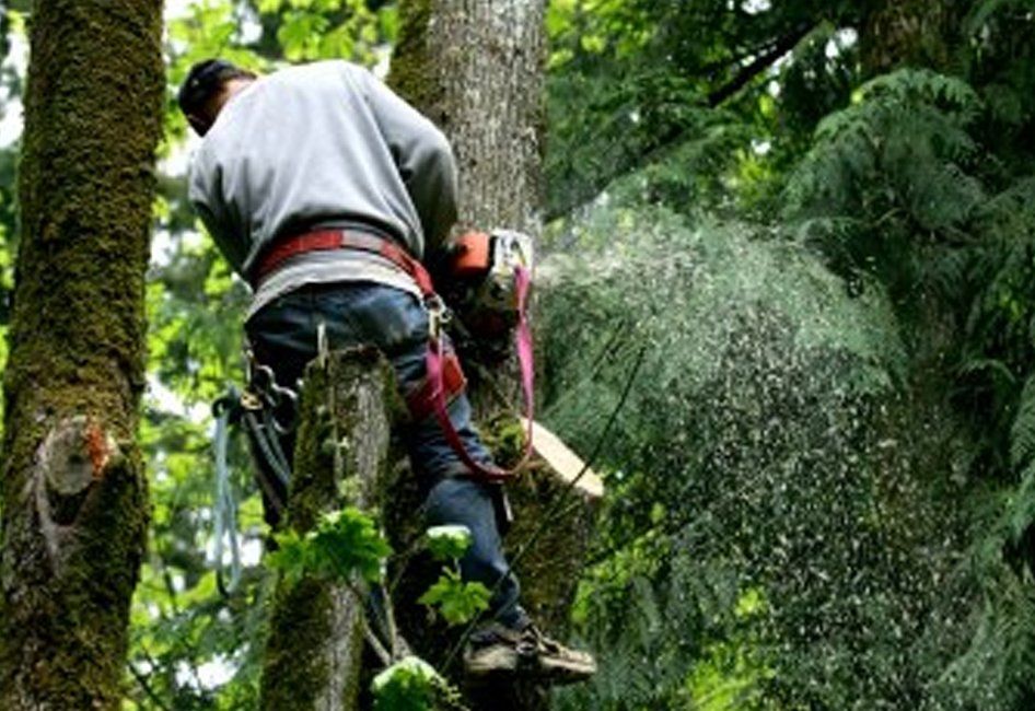 Tree services