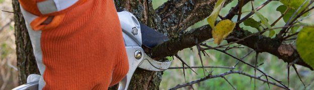 Tree Pruning