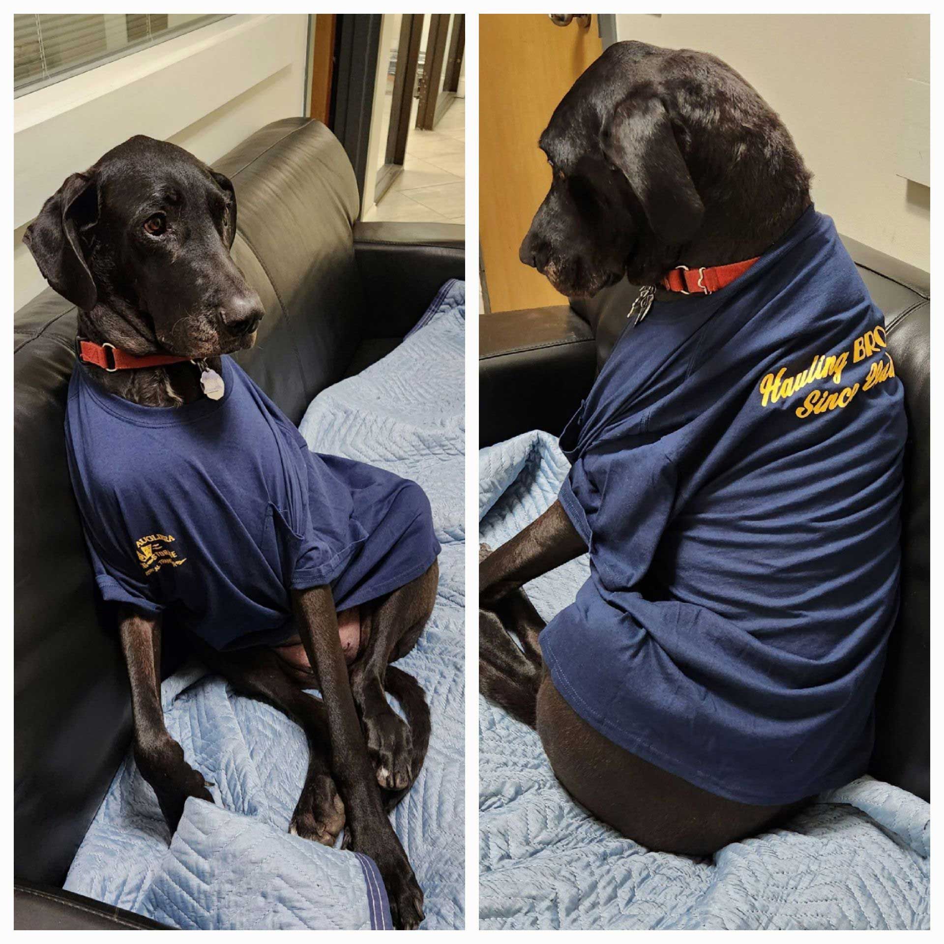 Two pictures of a dog wearing a shirt that says ' hawley ' on it