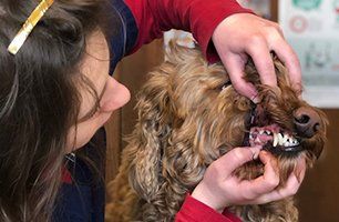 Veterinarian holding a dog