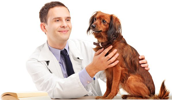 Veterinary care