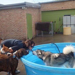 Bathing dogs