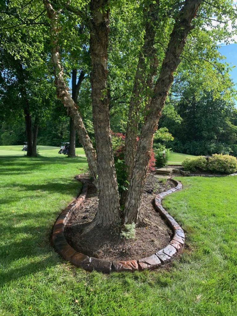 Tree in a manicured lawn, surrounded by a curved brick border in a sunny park.