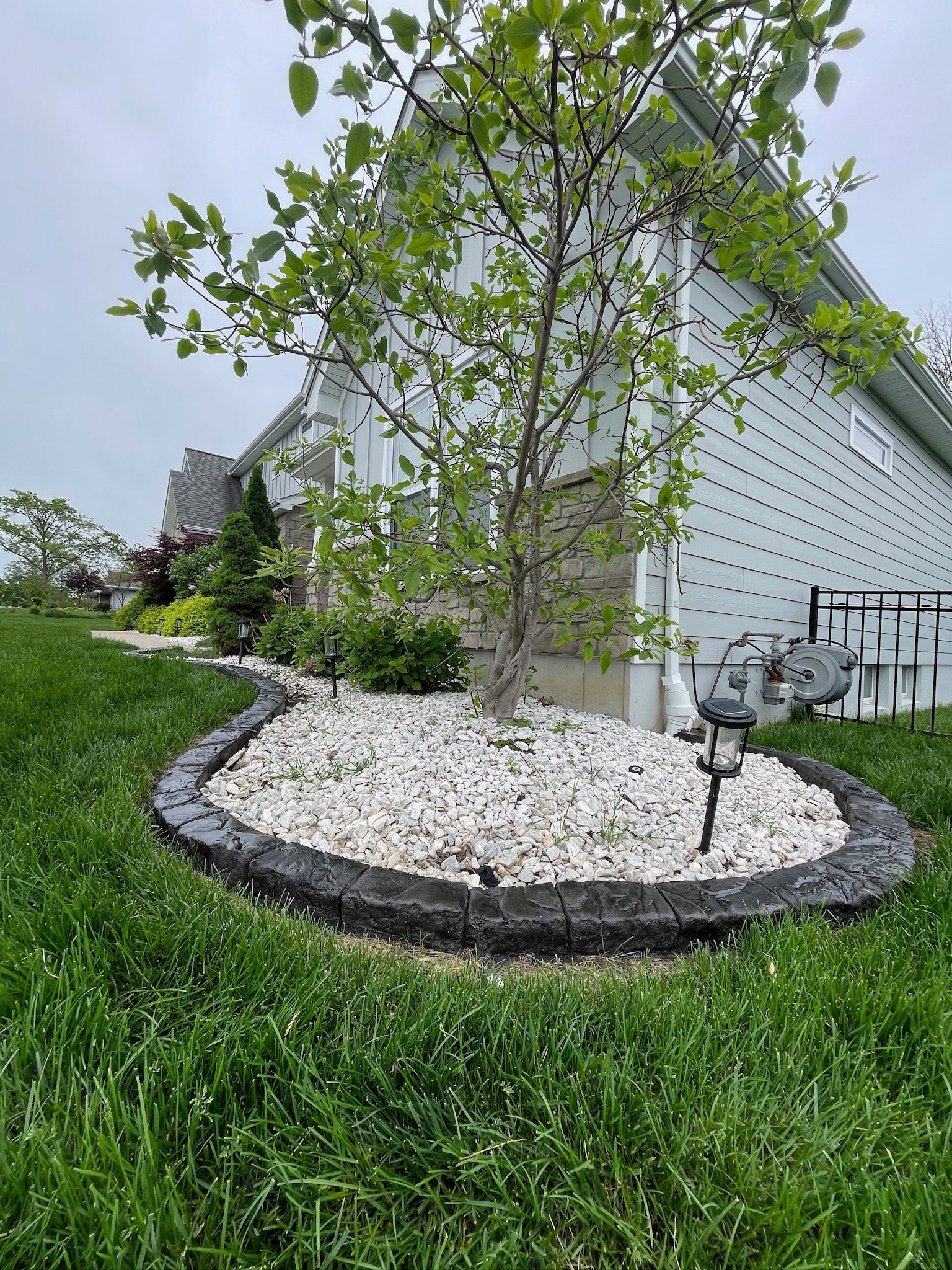 Young tree in a landscaped yard with white stone mulch beside a house and green grass.