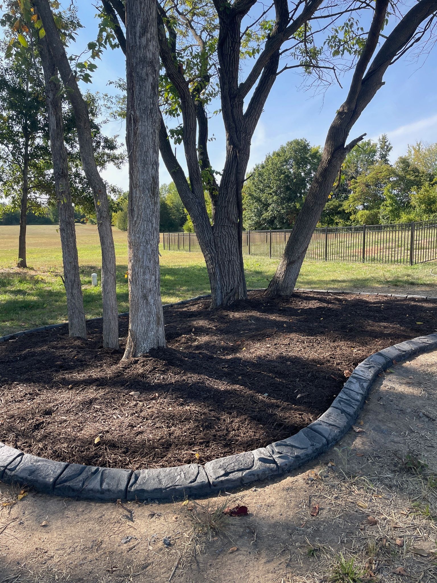 Trees in a mulched landscape bed bordered by a curved stone edge on a sunny day