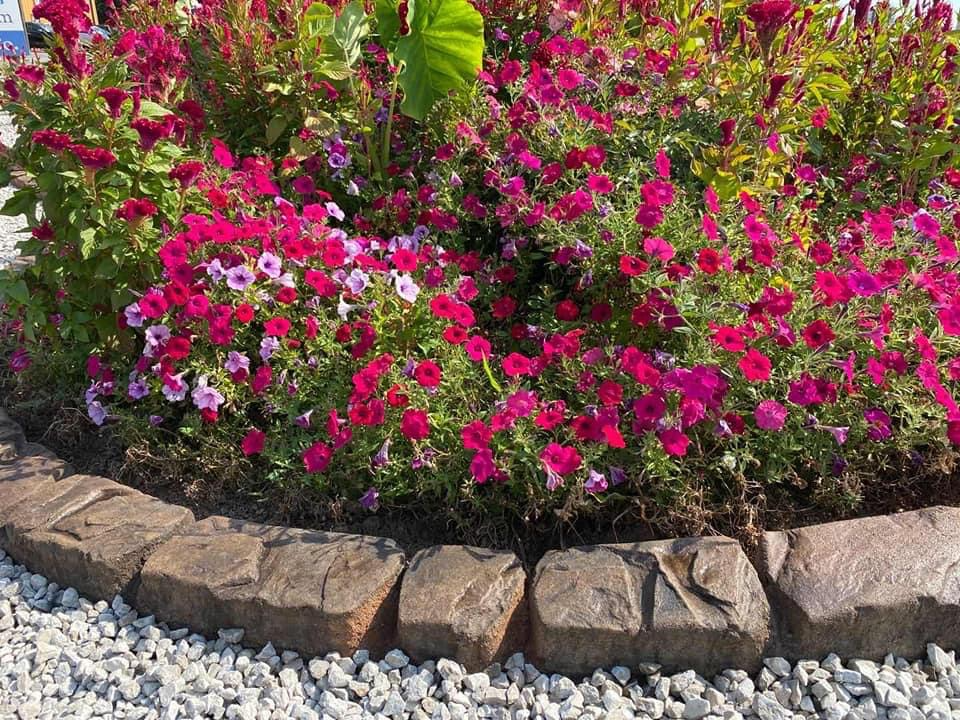 Pink and white flowers blooming in a landscaped garden bed edged with stone and gravel