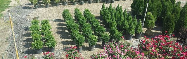 Landscape Trees, Shaner Nursery, Rockford Mi