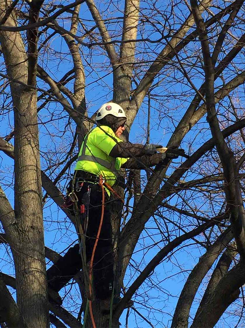 Tree pruning