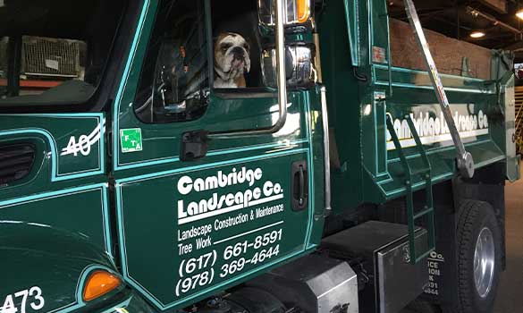 Green truck with dog