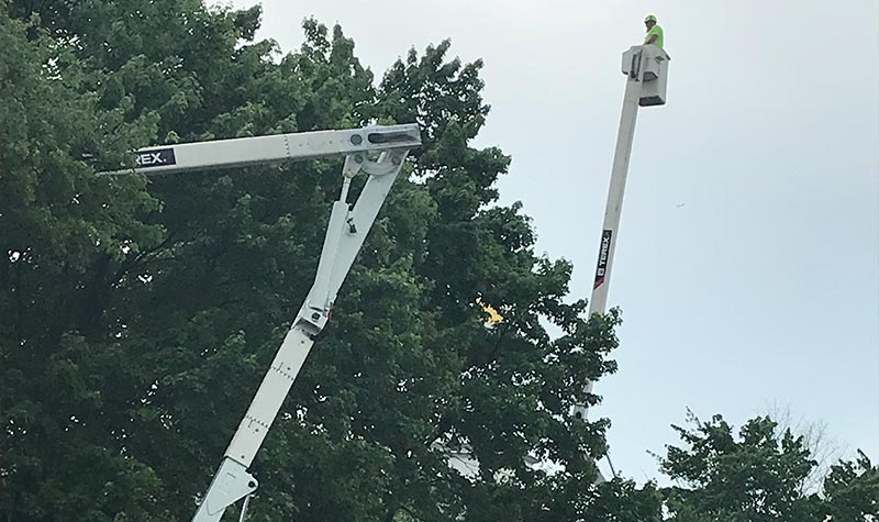 tree care