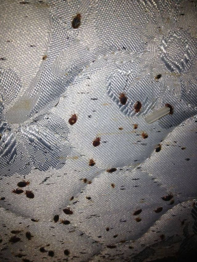 A mattress fabric heavily infested with numerous dark-brown bed bugs and small black fecal spots.