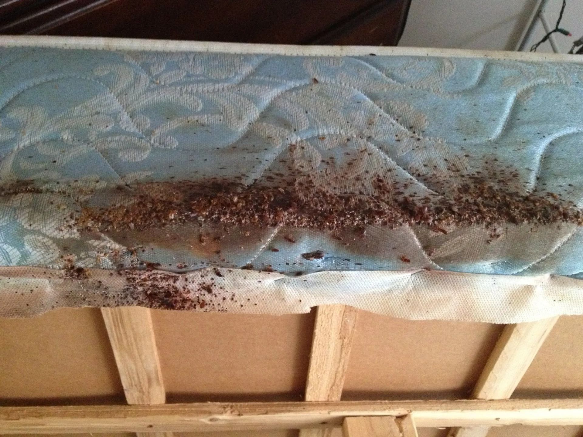 A close-up of a mattress seam covered in dark brown, granular debris and staining, indicating a severe bed bug infestation.
