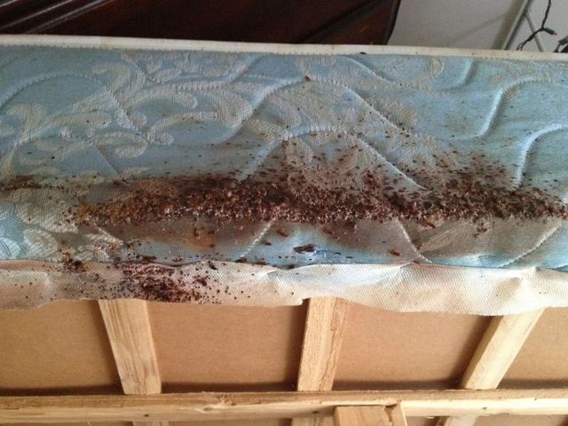 A mattress edge heavily soiled with dark brown debris and stains, likely indicating a severe bed bug infestation.