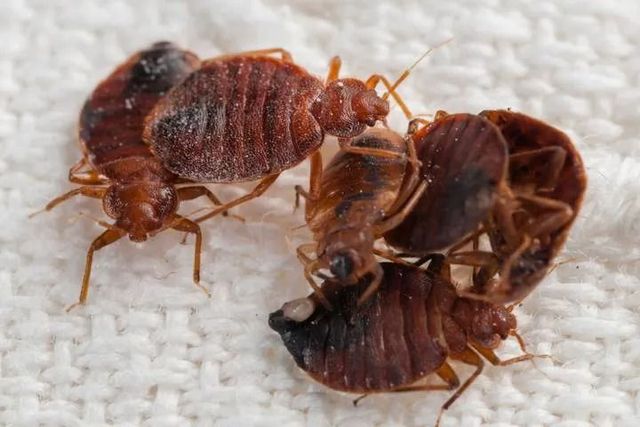 A close-up of several reddish-brown bed bugs clustered together on a white, textured fabric surface.
