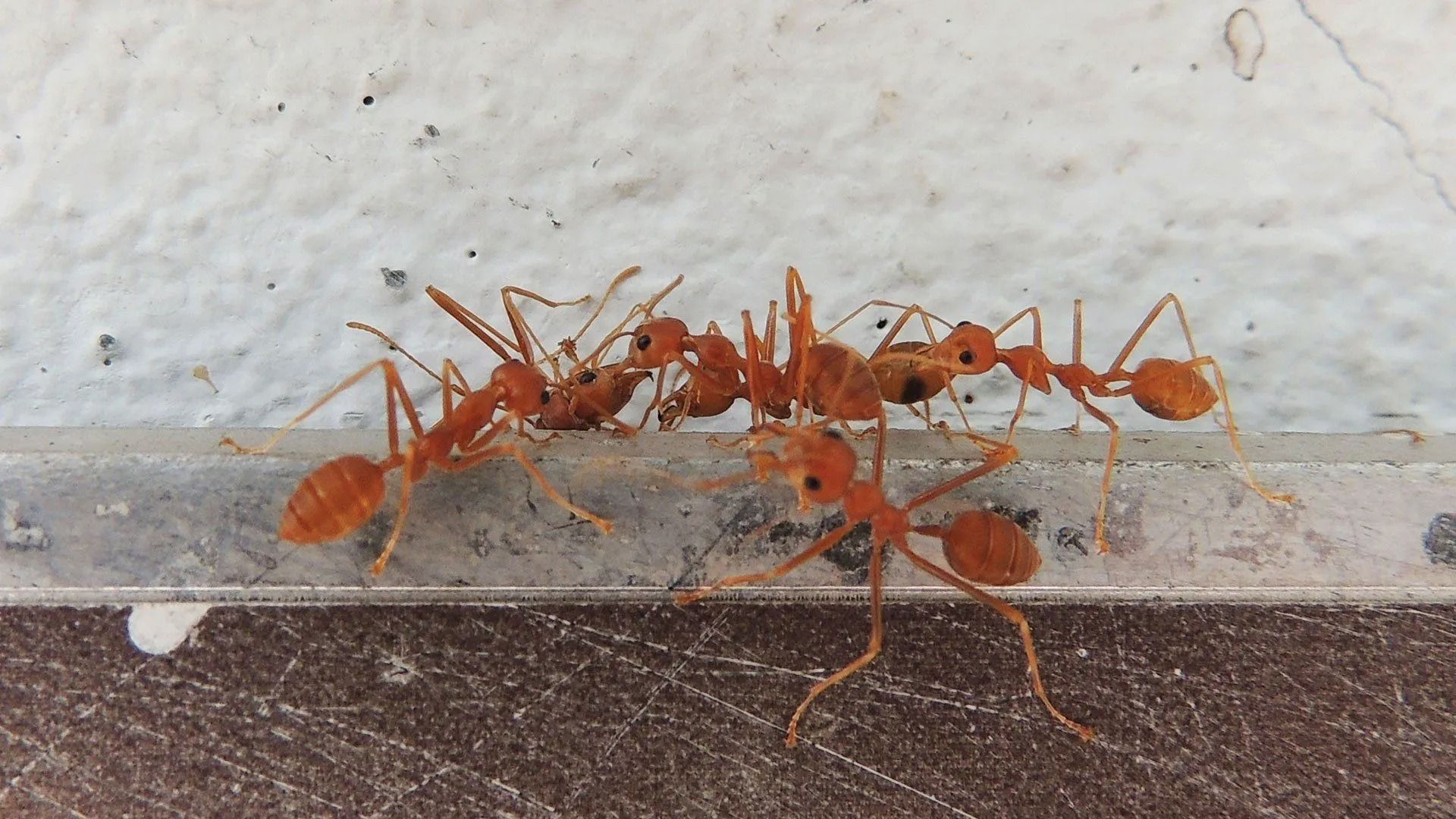 A group of vibrant orange weaver ants crawling together along a thin, horizontal surface against a white wall.