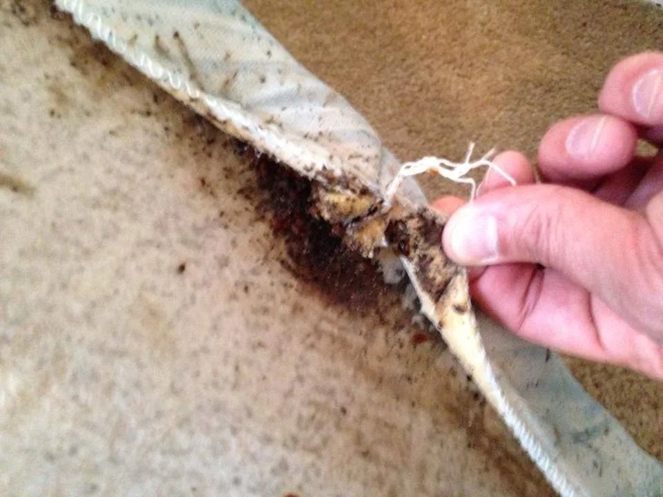 A hand pulls back the corner of a dirty, worn mattress edge, revealing dark, granular debris trapped inside the fabric.