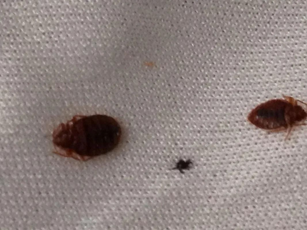 Two reddish-brown, oval-shaped bed bugs and a small dark speck on a white fabric surface.