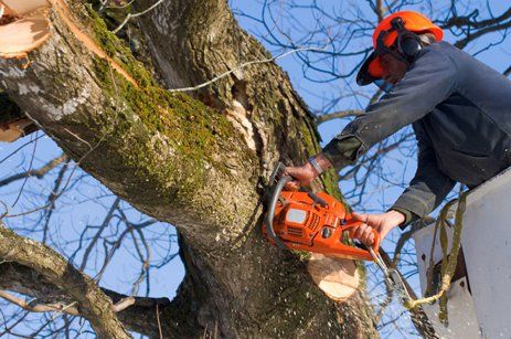 Learn More About Tree Services Tree trimming