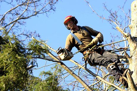 Learn More About Arborists Certified arborist