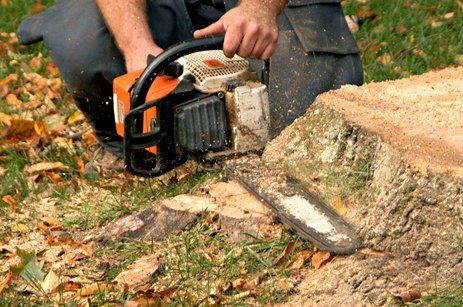 Learn More About Stump Removal Stump removal