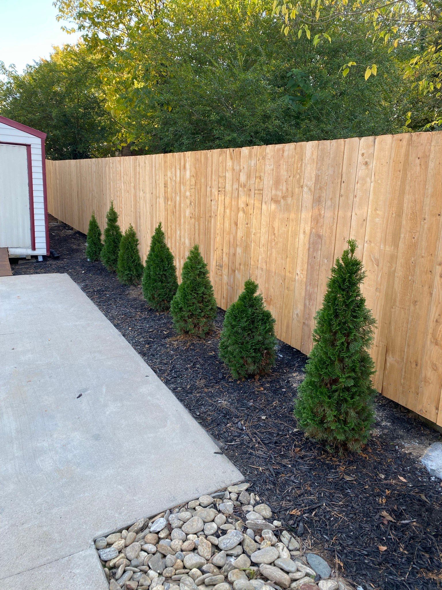 Wooden fence with small evergreen trees planted in black mulch, next to a concrete path and a shed.