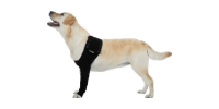 Dog in a black harness, standing in profile with head raised and mouth open.