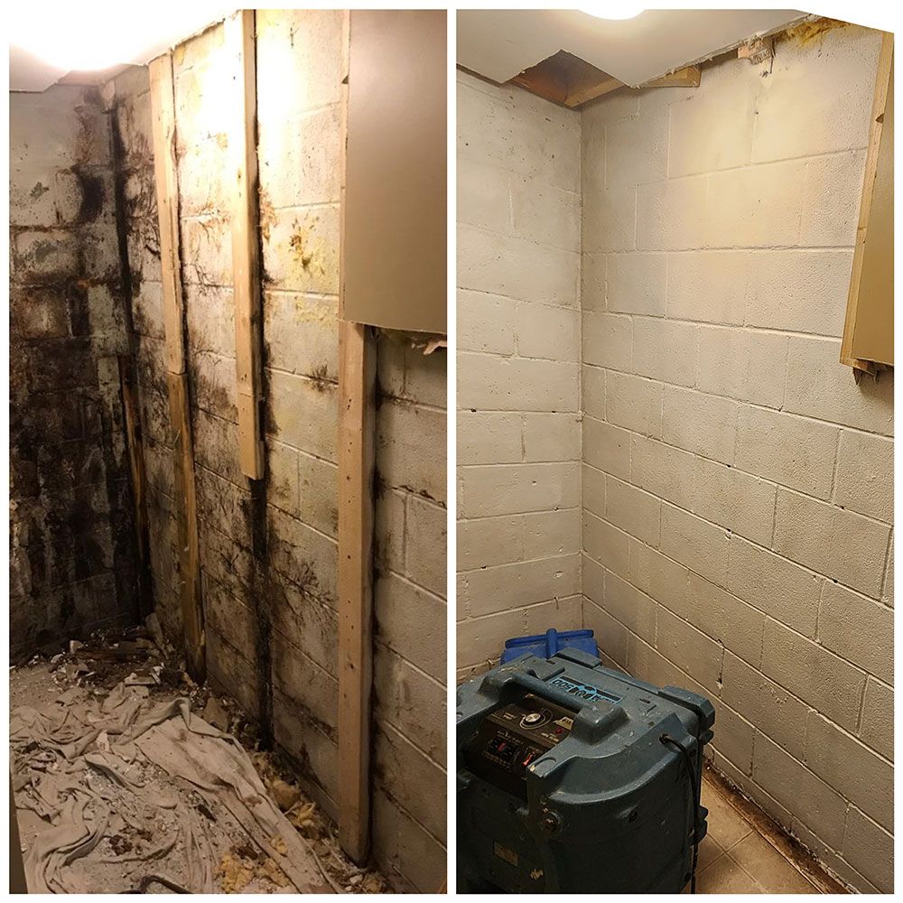 mold before and after