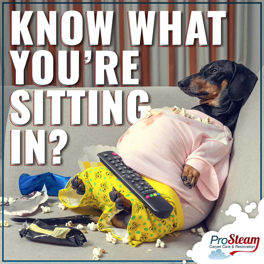 Dog sitting on dirty couch