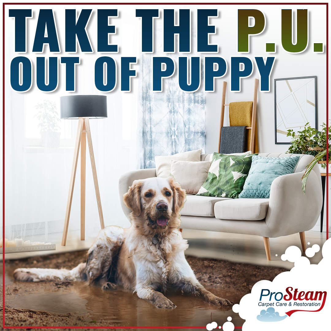 Dog sitting on dirty carpet