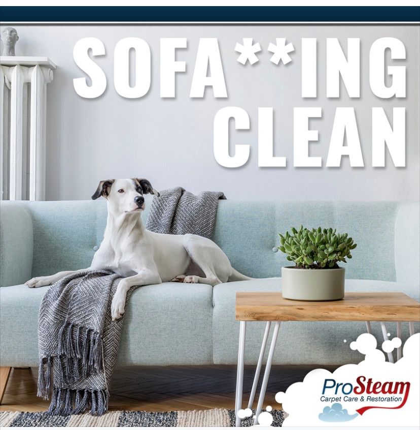 Dog sitting on clean sofa