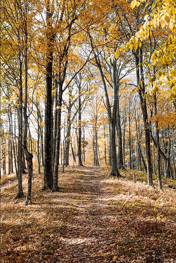 A path in the middle of a forest with trees covered in yellow leaves.