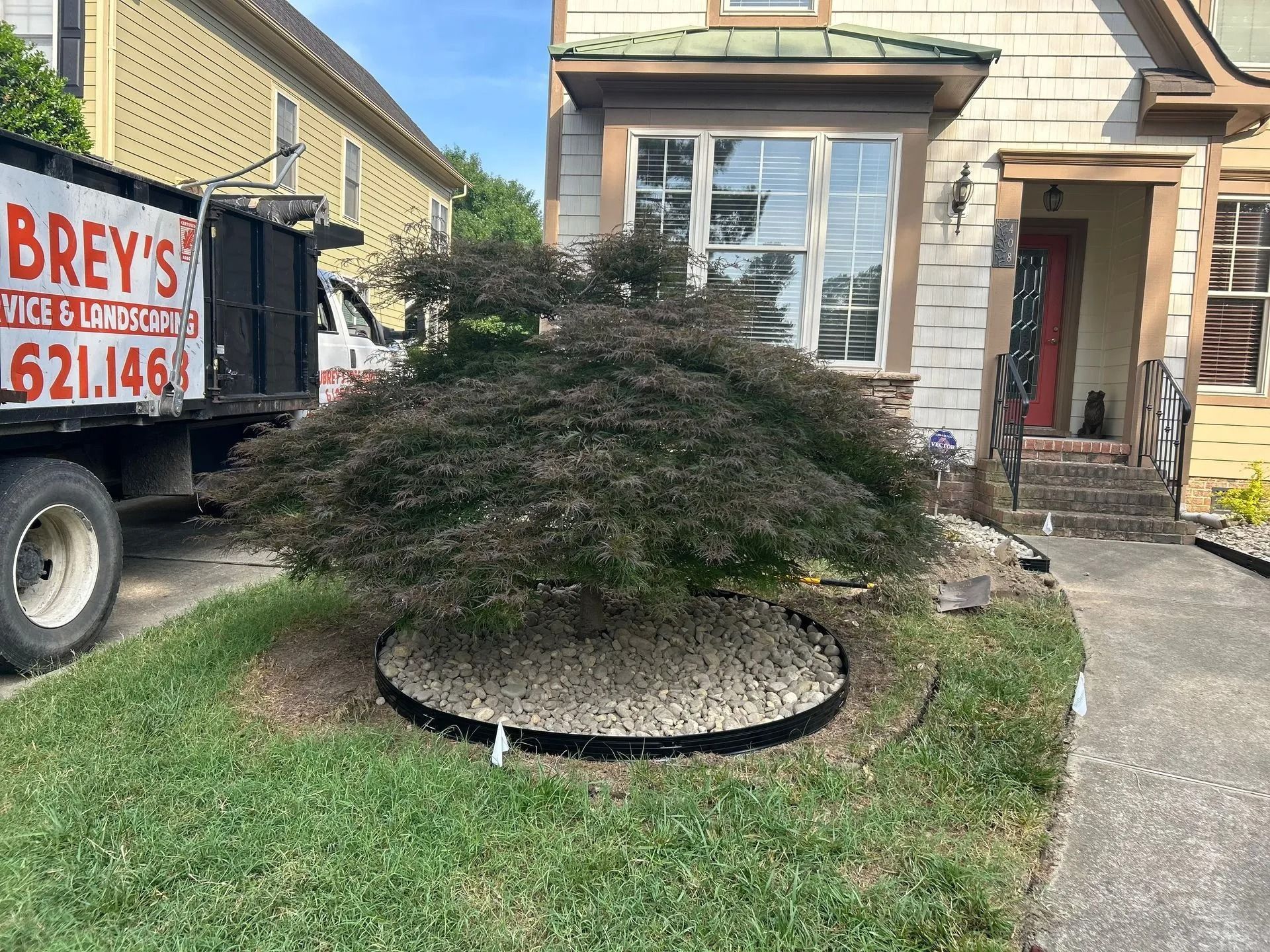 Japanese maple tree in a gravel-filled bed, front of a house. A truck is parked nearby.
