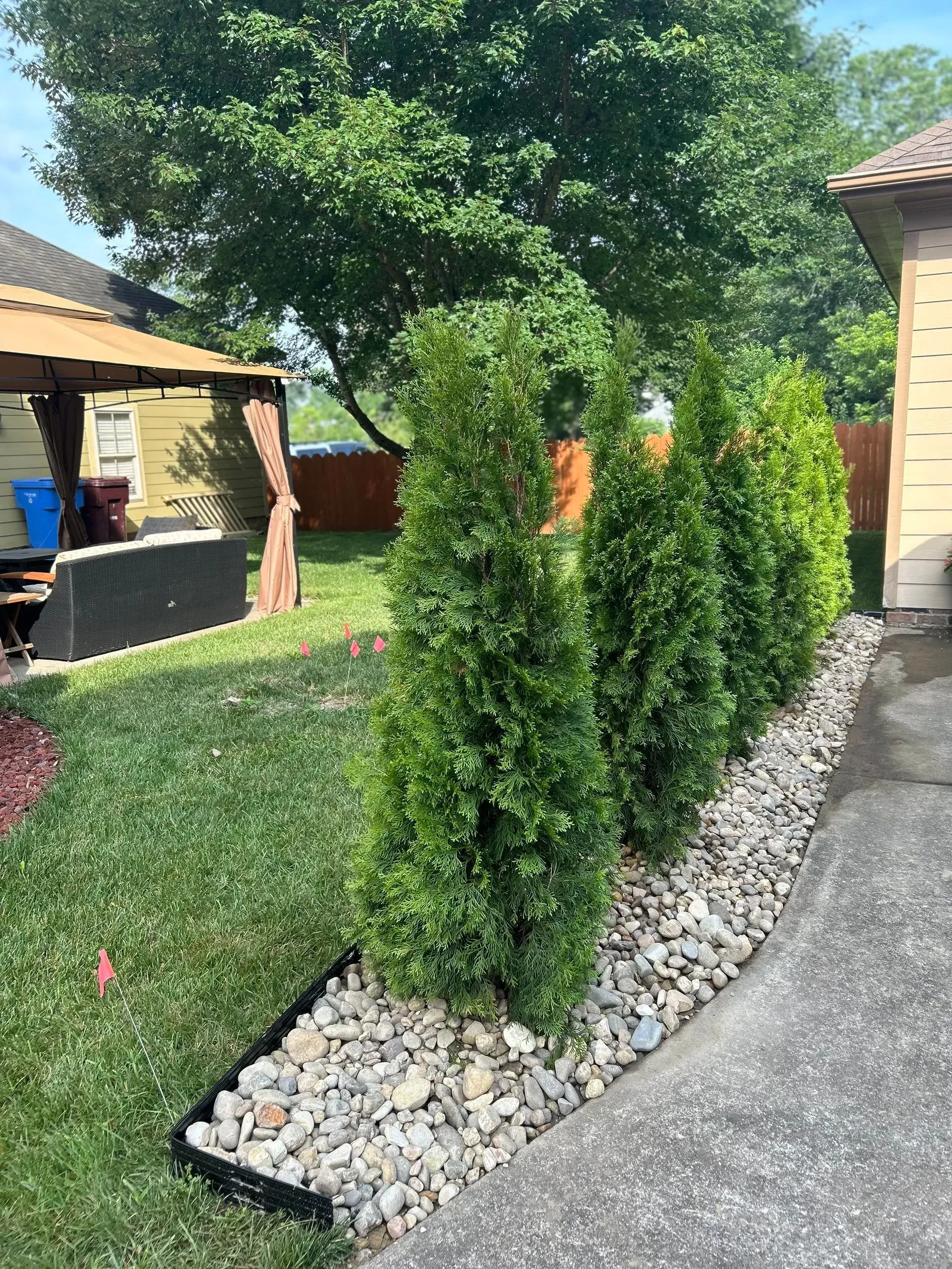 Four green arborvitae trees in a rock bed border a driveway and lawn.